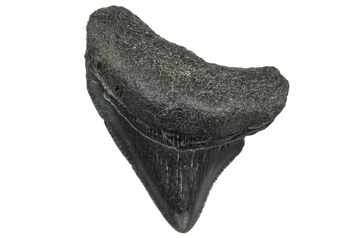 Serrated, Posterior Juvenile Megalodon Tooth - South Carolina #362465